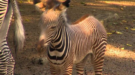 Baby Grevys Zebra Cincinnati Zoo Youtube