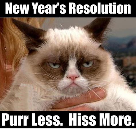 New Years Resolution Pure Less Hiss More Grumpy Cat Grumpy Cat