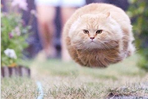 Hoover Cat Hover Cat Funny Cat Pictures Funny Animals