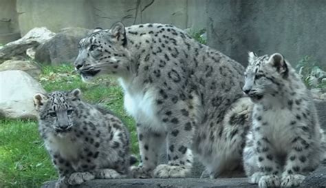 8 Facts About Snow Leopard Some Interesting Facts