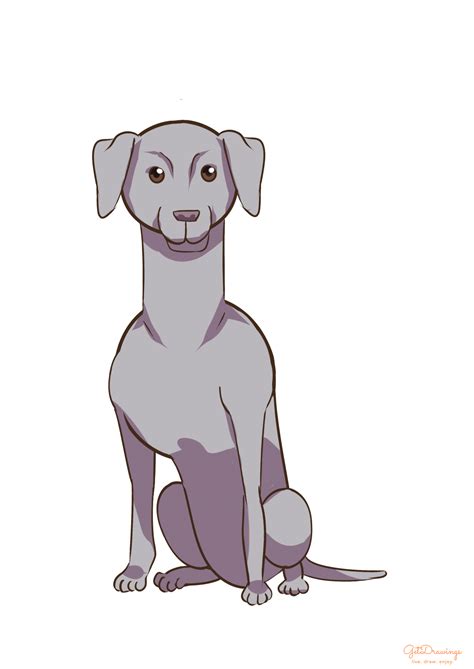 How To Draw A Weimaraner Dog