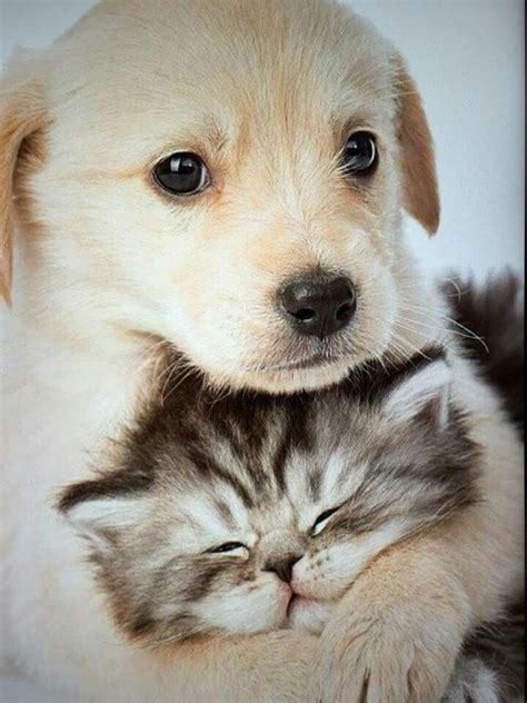 Two Babies Kittens And Puppies Cute Cats And Dogs Cute Puppies Cats