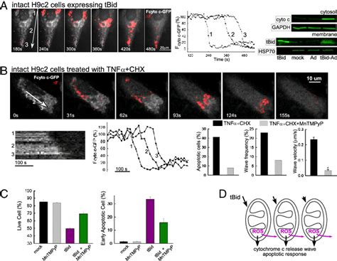 Cyto C Gfp Release Waves And Ensuing Cell Death In Intact H9c2 Cells