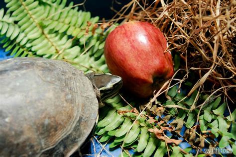 You'll need the right food, tank, and other supplies to care of a turtle. How to Take Care of a Land Turtle: 6 Steps (with Pictures)