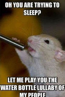 laugh check   hamster memes small pet select