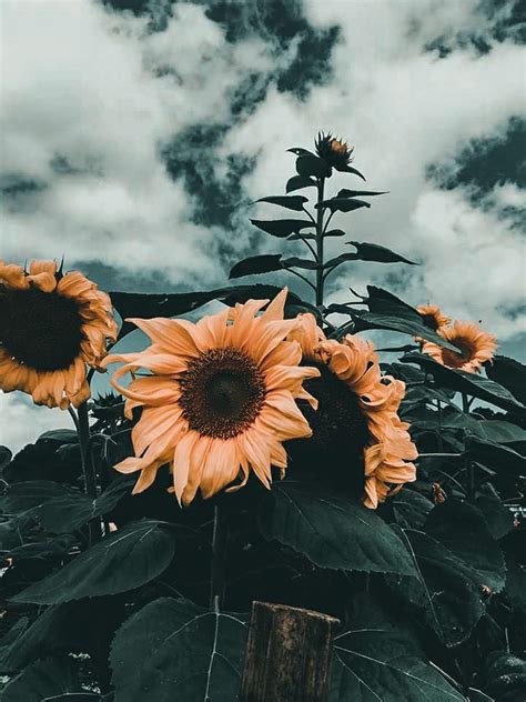 Aesthetic Sunflower In 2020 Aesthetic Pictures Aesthetic Photography