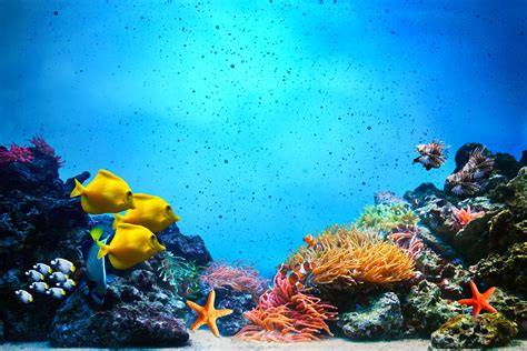 Underwater Scene Coral Reef Fish Groups In Clear Ocean