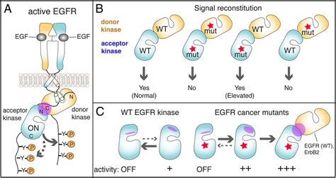 Egfr Lung Cancer Mutants Get Specialized Pnas