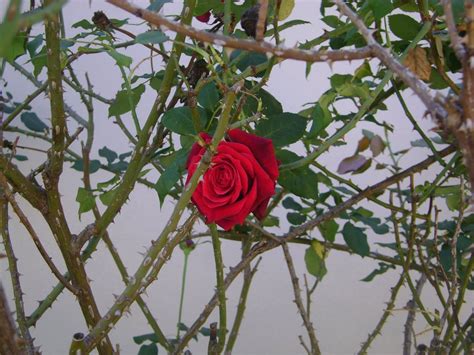 No Hay Rosa Sin Espinas No Rose Without A Thorn Flower Show Rose Wild Roses