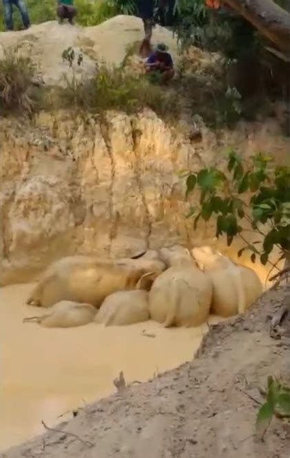Viral Video Aksi Penyelamatan Ekor Gajah Yang Terjebak Di Lumpur My Xxx Hot Girl