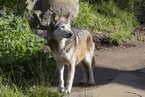 Mexican Gray Wolf San Francisco Zoo And Gardens