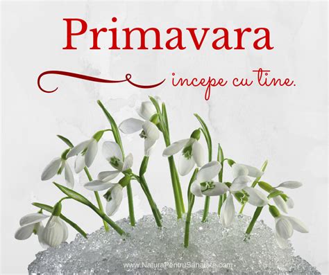 Primavara Incepe Cu Tine Plants