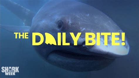 30 Years Of Sharks Shark Weeks The Daily Bite Youtube Shark Week