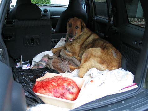 Dogs can get ulcers in their stomach if the lining is damaged. Dog with 23 Pound Tumor | This dog (upper right) had a 23 ...