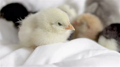 Little Baby Chickens Sleeping Or Fallen Asleep On Whitegrey Blanket