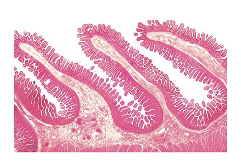 Structure Of Intestinal Tract 8 Photograph By Asklepios Medical Atlas
