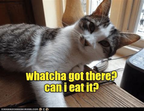 whatcha   httpcheezburgercom cat quotes funny cat memes silly cats