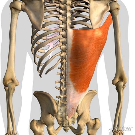 Latissimus Dorsi Muscle Anatomy Isolated Latissimus Dorsi Canstock My