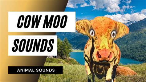 Cow Moo Sounds The Animal Sounds How Cow Moo Sound Effect
