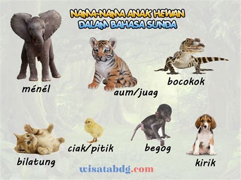 Mengenal Nama-Nama Anak Hewan dalam Bahasa Sunda