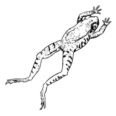 Jumping Frog 1653f Frog Drawing Frog Tattoos Frog Illustration
