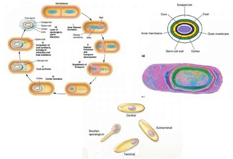 Endospore Definition Formation Germination Structure Resistance