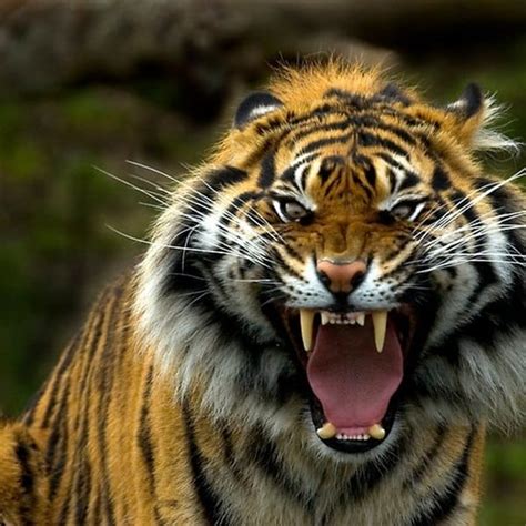 40 Fabulous Tiger Photography