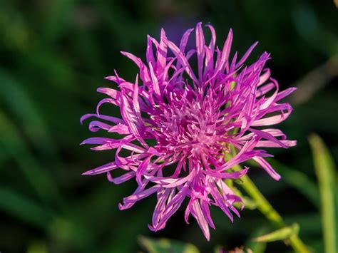 10 Types Of Perennial Wildflowers Hgtv