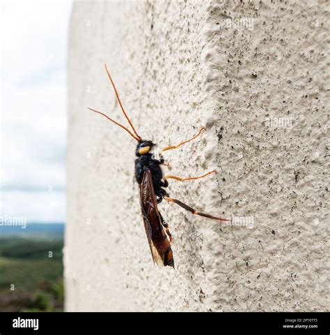 Giant Wood Wasp Or Horntail Latin Name Urocerus Gigas With Black And