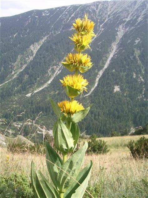 Unique Giant Yellow Gentian Flowers Desi Comments