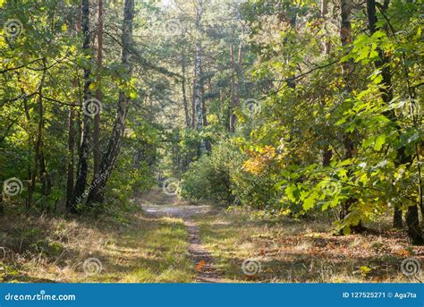 Footpath In Summer Forest Stock Image Image Of Lane 127525271