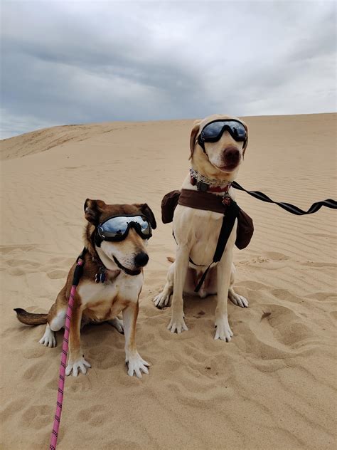 Psbattle These Dogs In Goggles Rphotoshopbattles