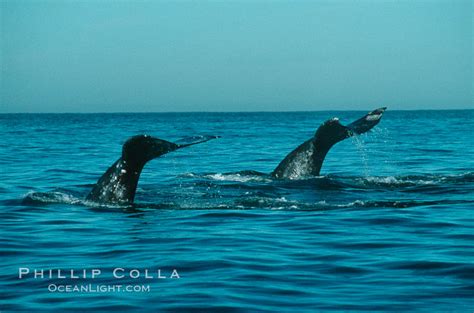 gray whale eschrichtius robustus monterey california 01189