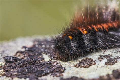 Black Fuzzy Caterpillar Stock Photos Pictures And Royalty Free Images