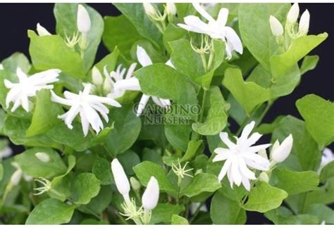 Jasminum Sambac ‘belle Of India Arabian Jasmine 4″ Pot Gardino