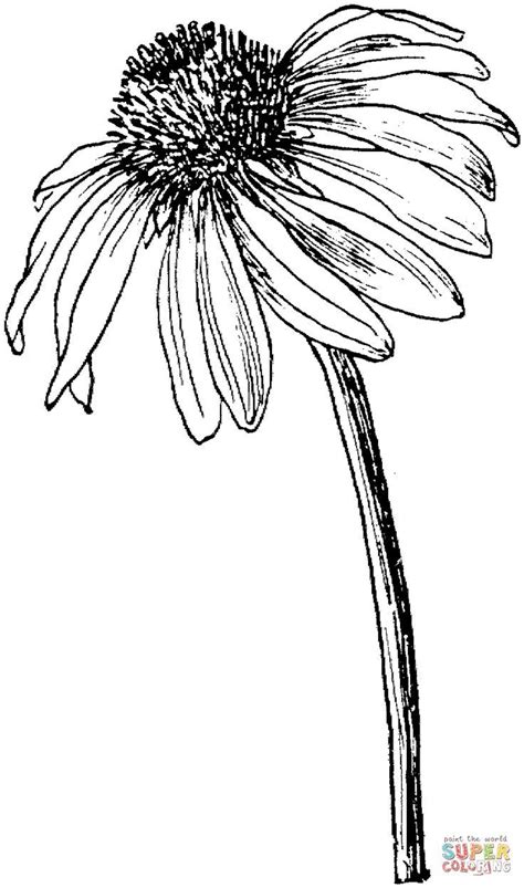Pen And Ink Flower Drawings At Explore Collection