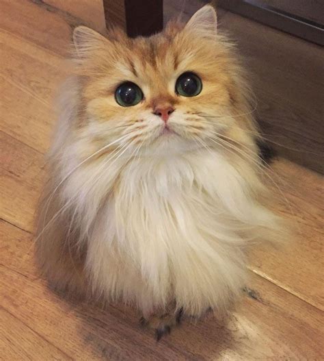 Justviralnet Find Viral Images Online Fluffy Cat Beautiful Cats