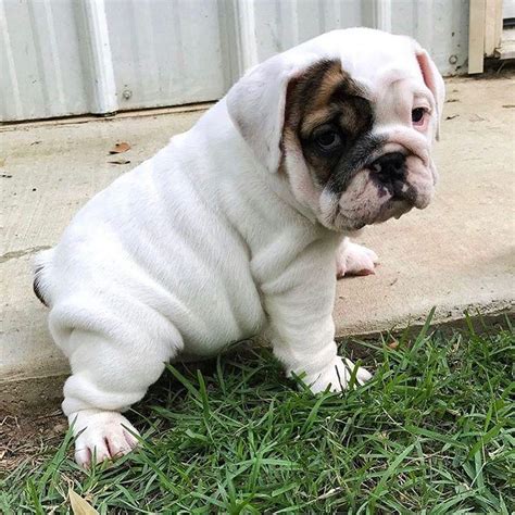 The one way not to fall is to ask the breeder to. Adorable addition to your family . ENGLISH BULLDOG PUPPIES ...