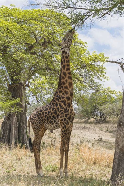 Northern Giraffe Stock Photo Image Of Grazing Camelopardalis 86526908