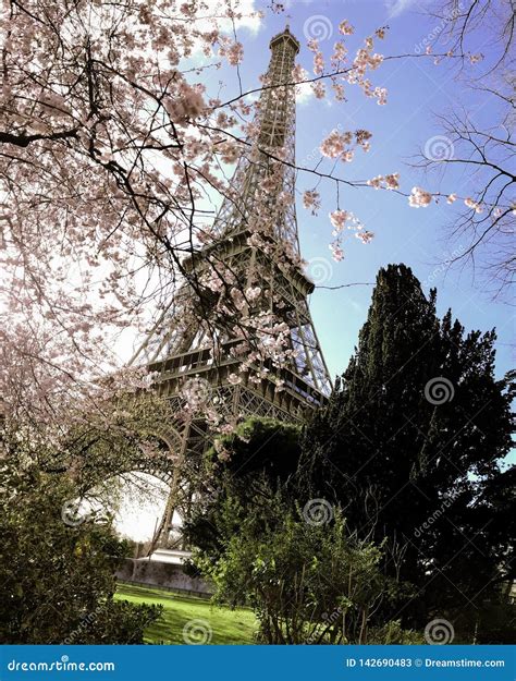 Eiffel Tower Cherry Blossom Stock Image Image Of Tourism Panoramic