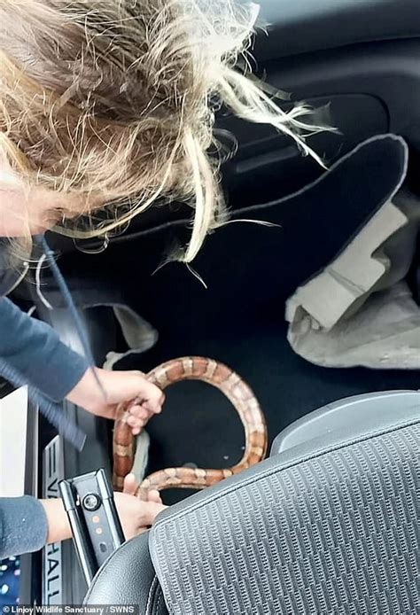 Motorist Stunned As Snake Slithers Out Onto The Dashboard Of Car He Is