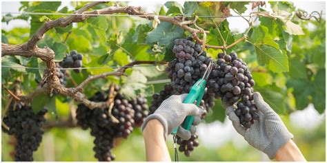7 Manfaat Anggur Hitam Buah Kaya Antioksidan Yang Ampuh Lawan Berbagai