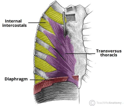 31 Correctly Label The Muscles Of The Thoracic Cavity And Abdomen