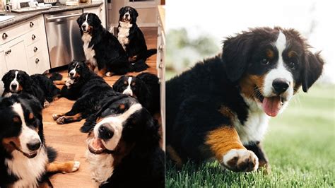 Living With 14 Bernese Mountain Dogs Ep1 Vlog006 Youtube