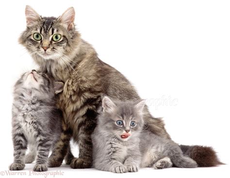 Fluffy Tabby With Grey Kittens Photo Wp01150