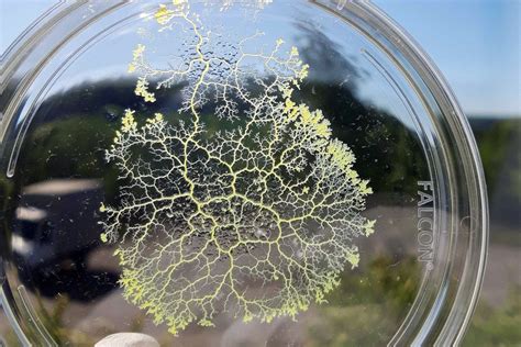 How The Brainless Slime Mold Stores Memories Smithsonian