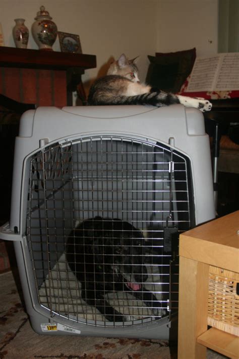 Water bottles for dog cages. 10 Questions To Answer Before Buying A Dog Crate