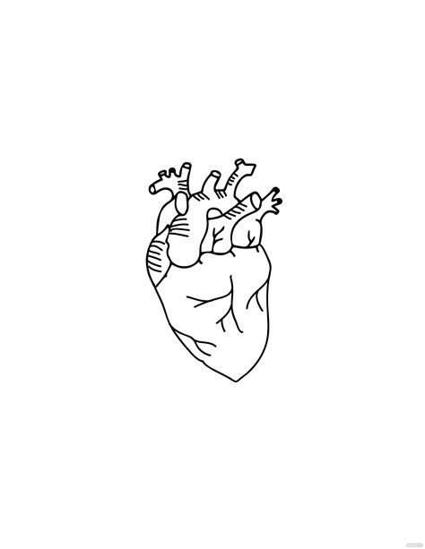 Free Anatomical Heart Drawing Outline Eps Illustrator  Png Pdf