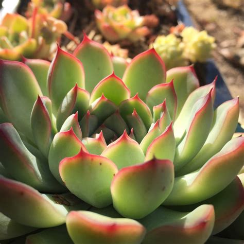 Echeveria Pulidonis Echeveria Pulidonis Uploaded By Succulentwiki