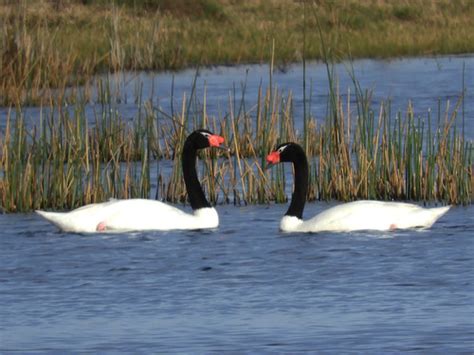 Cisne De Cuello Negro Aves Urbanas De Quellón · Inaturalist Chile